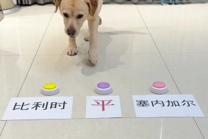 今日埃及对世界杯小组赛比利时进球集锦